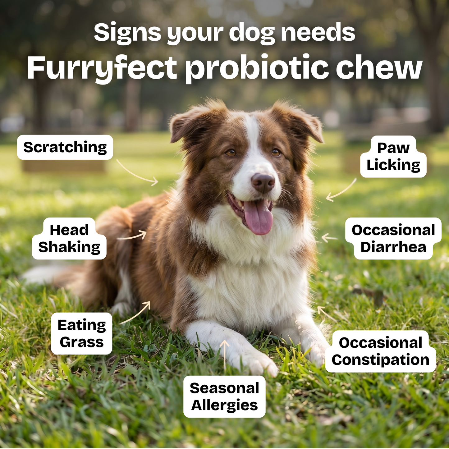 Daily Probiotic Chew - Gut & Digestive Health